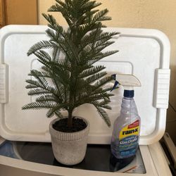 Plantita 