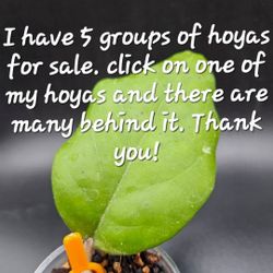 Lots Of Hoyas!