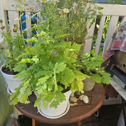 Garden Plant Blooming White 