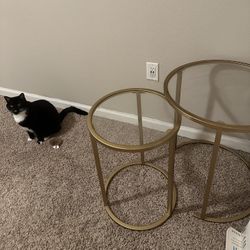 Table Set (CAT NOT INCLUDED) 