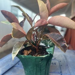 The Indoor Plant, It Helps To Reduce CO2 In The Air, Pick Up Near Tully And Monterey Rd SJ CA 95112