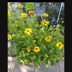 Black Eye Susan