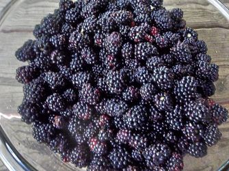 Wild Blackberries