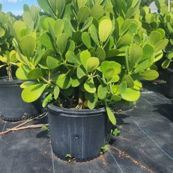 Beautiful Clusias Plants For Inmediate Privacy!!!! About 4 Feet Tall!!! Fertilized 