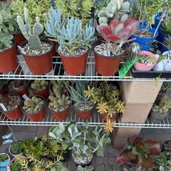 A Variety Of Succulent Plants 3 For $10.00