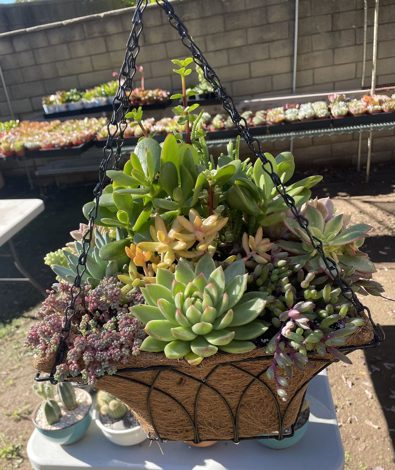 Succulent Hanging Baskets in Covina