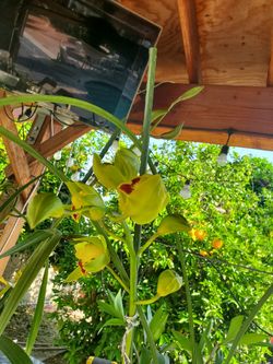Orchid