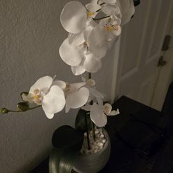 Orchid