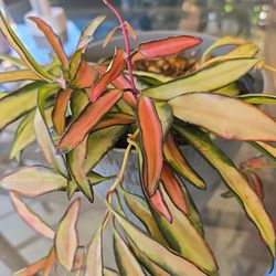Variegated Hoya Wayetii