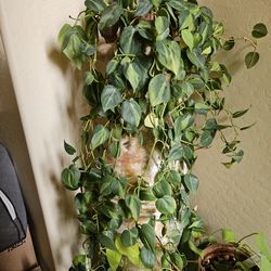 philodendron
