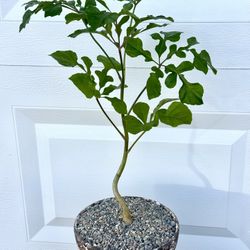 Cussonia Spicata ‘Snowflake Shaped Leaves’ (Planter Included)  #C1