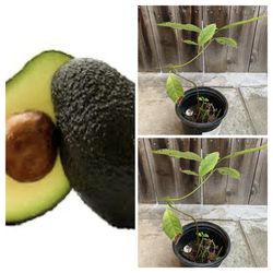 Hass Avocado 🥑 Fruit Tree in 1 Gallon Pot Live Plant  