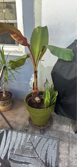 Red Abyssinian Banana and Snake Plant in Ceramic Pot