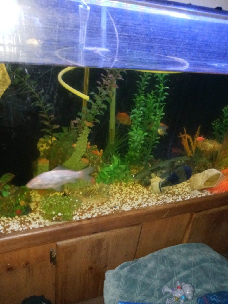 80gallons Fish Tank