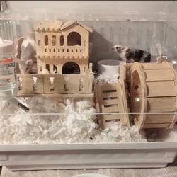 New Mouse Or Hamster Cage