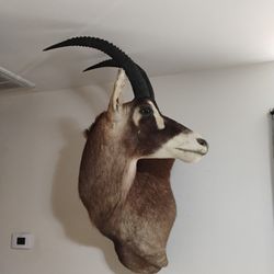 Roan Africano Taxidermy 