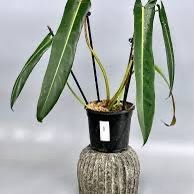 Philodendron Spiritus Sancti Plant 