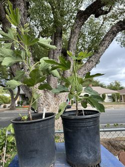 Violette De Bordeaux fig tree