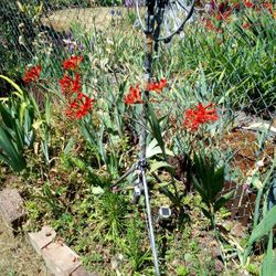 Crocosmia Potted Plant 5$