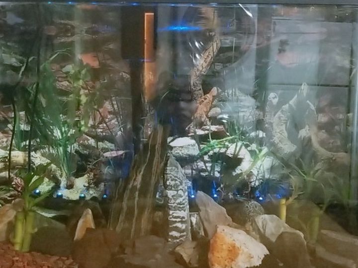 30gl Tank Full Setup + Fish Inside