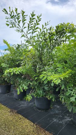 Beautiful Fishtail Palms Huge Privacy Palms About 7-8 Feet Tall For Just $135 Instant Privacy Plants Green Fencing Privacy Hedges 