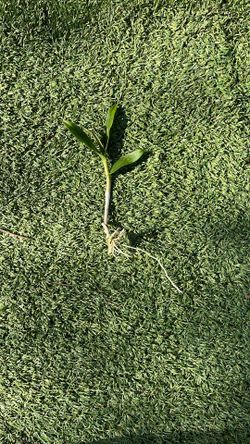 Starter Orchid For Tree