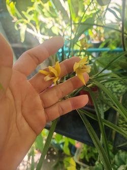 Orchid