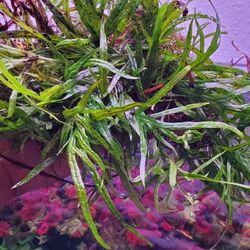 Aquarium Plants