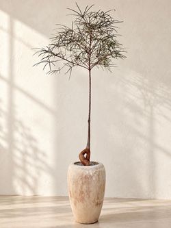 ~ 5.5 Ft. Tall Queensland Bottle Tree/ Brachychiton Rupestris (Planter Included) ‘Local LA Seller’