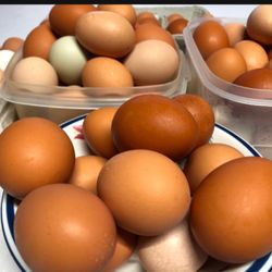 Fresh eggs $6.00  a dozen 