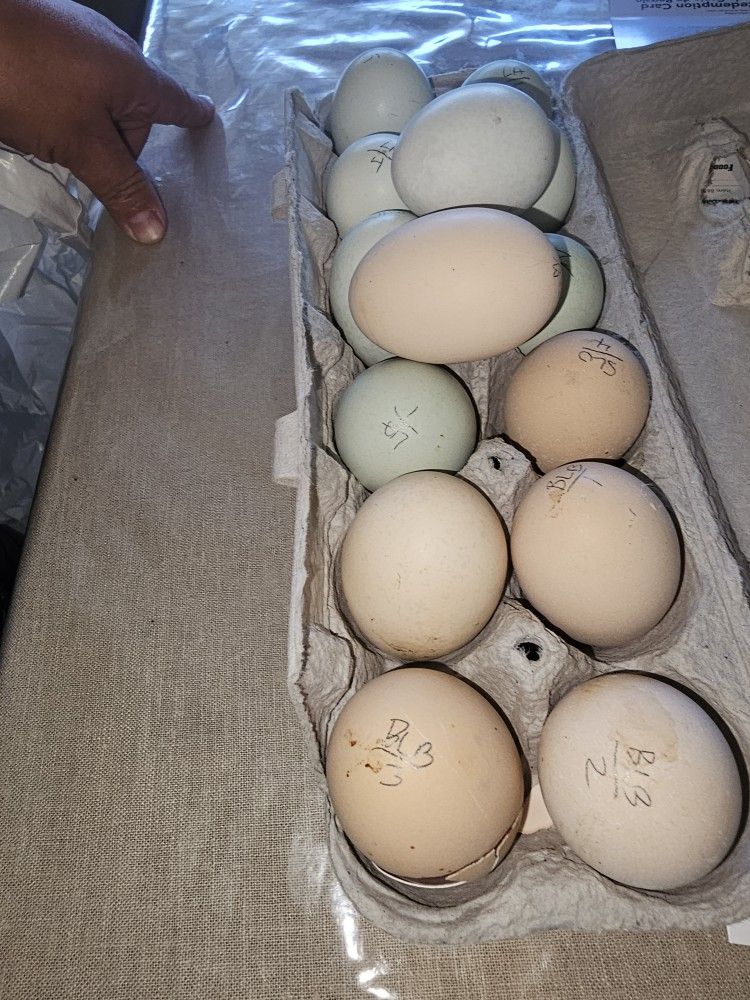 Buff Laced Brahma Eggs