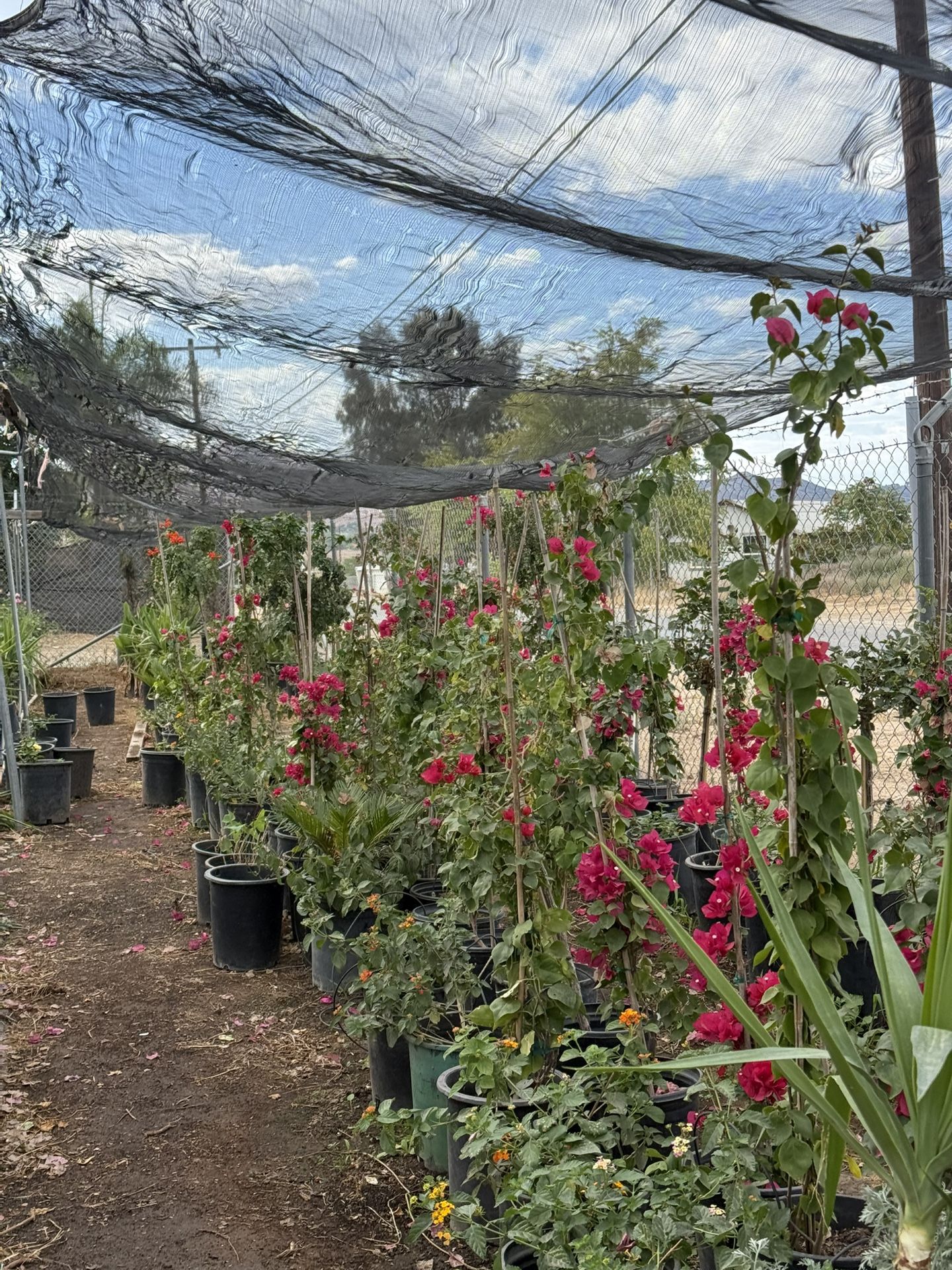 Bugambilias Closing Sale