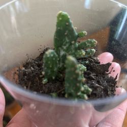Variegated Joseph’s coat