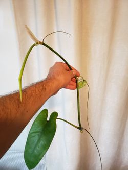 Philodendron Recurvifolium for Sale in Los Angeles, CA - OfferUp