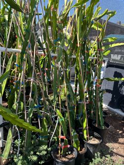Dragon fruit plant sale 4-5 foot sweet red flesh.