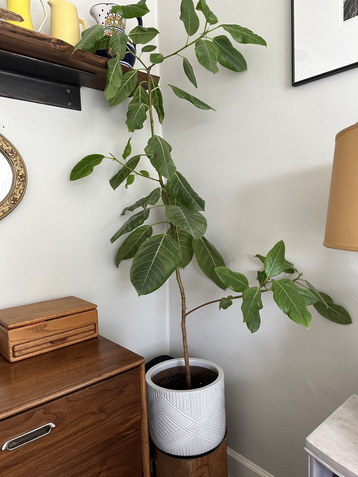 House Plant and Ceramic Pot - 5ft Ficus