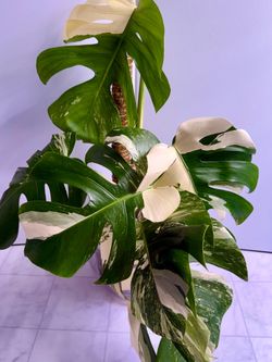 Monstera Albo Plant - 10inch #7