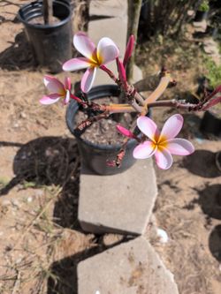 Plumeria Plant Large Pot