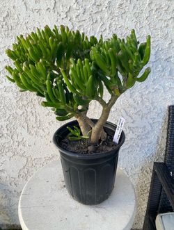 1 Gallon Pot Succulent Plant - Crassula Ovata  Druce - Gollum Jade - Rooted & Established - Drought Resistant 🪴