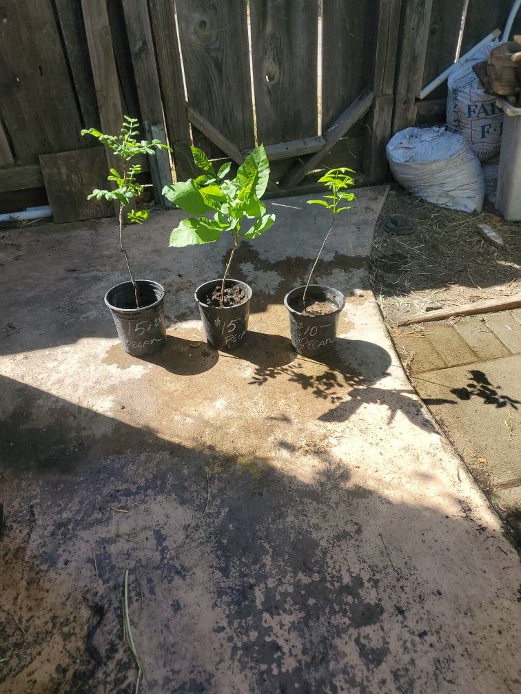 Soft Shell Pecan Tree