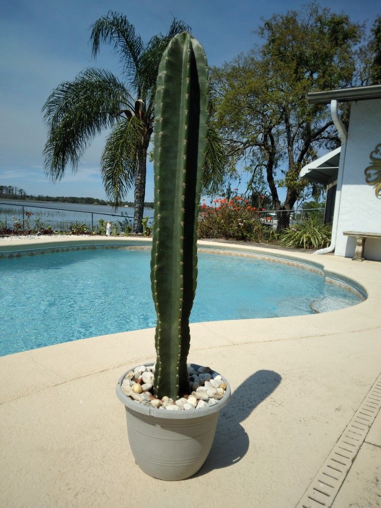 35" Tall Peruvian Apple Cactus Cutting $40 -Ship $16 -white Flowers Red Edible Fruit 