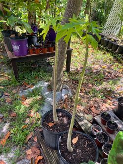 Papaya Trees