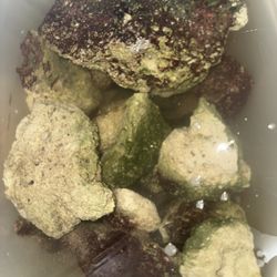 Live Salt Water Rock 