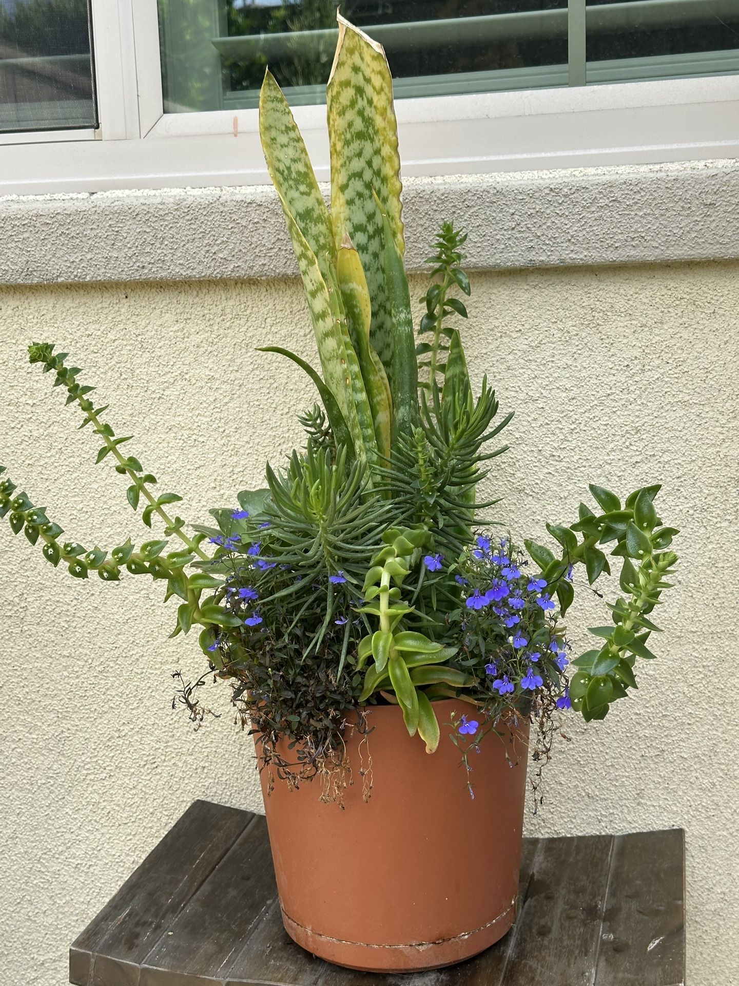 Assorted Succulent Plants