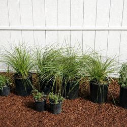 Plant Bundle Deal – Outdoor Landscaping Set