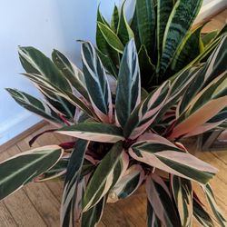 Cuttings of Various of Plants