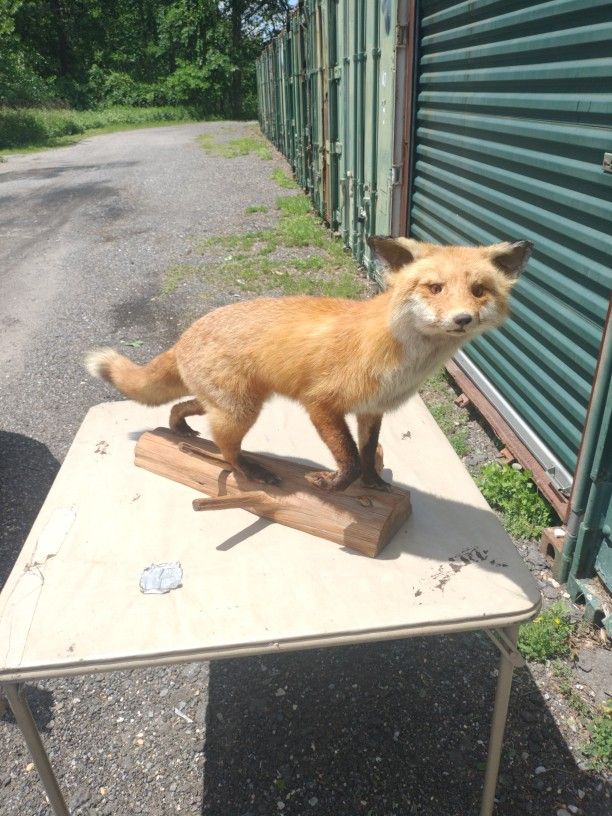 Fox