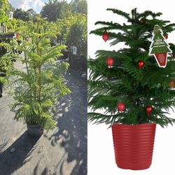 Christmas 🎄 tree  live plants in 3gal arboles  de navidad  en 3gal