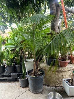 Majestic Palm tree