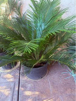 Palm